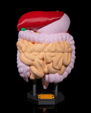 Digestive System