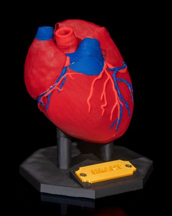Heart Model