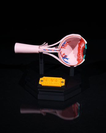 Human Eye Anatomical Model