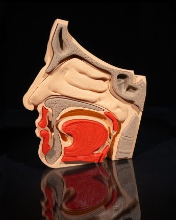 Nose and Sinus Anatomical Model