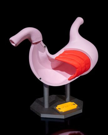 Stomach Model