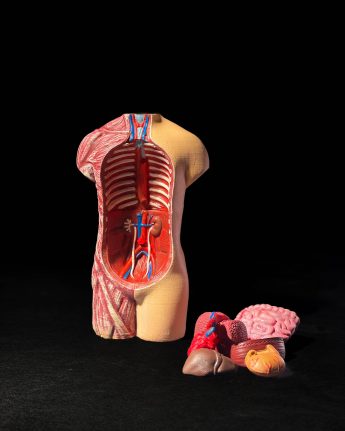 Human Body Puzzle Anatomical Model