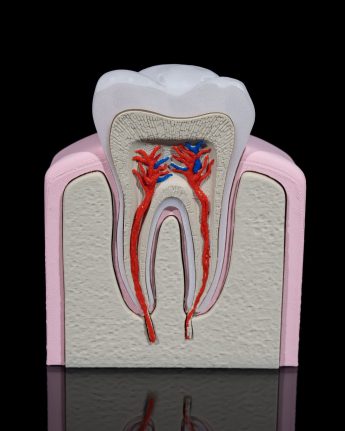Human Tooth Anatomical Model