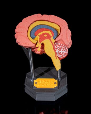 Human Brain Anatomical Model