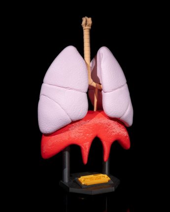 Lung Model